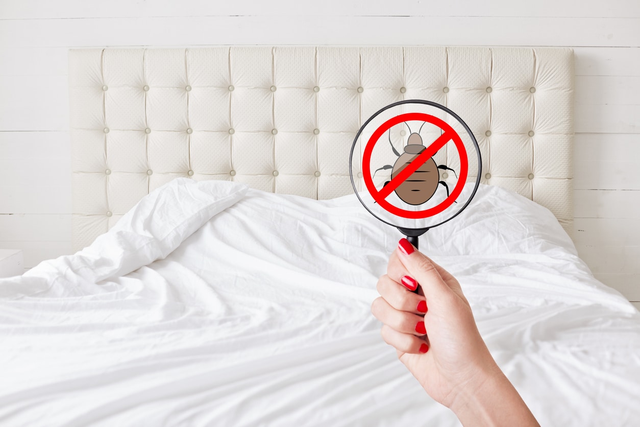 أفضل 5 طرق للتخلص من البراغيث في الفراش